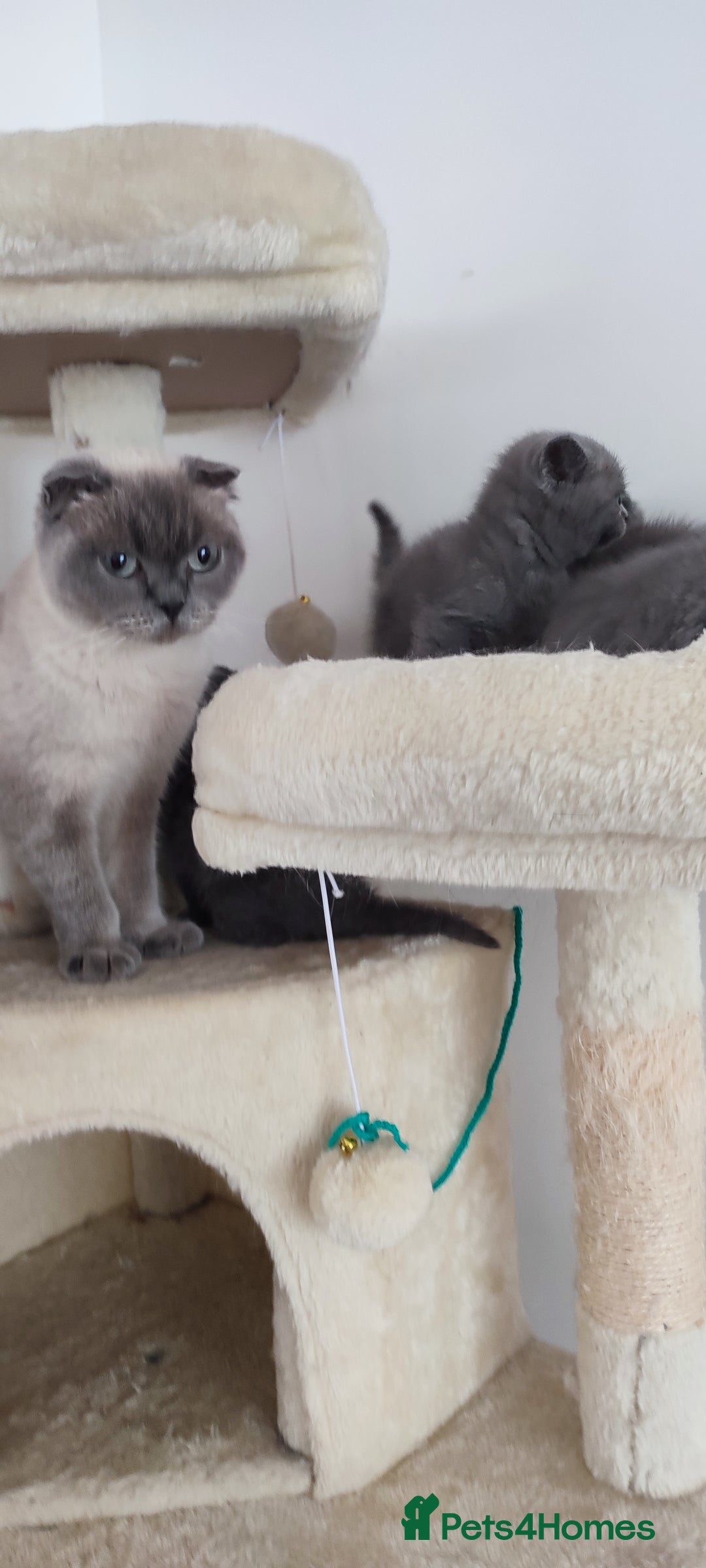 Scottish Fold cats for sale: 1 BSH Boy AVAILABLE. in Sheffield - Image 4