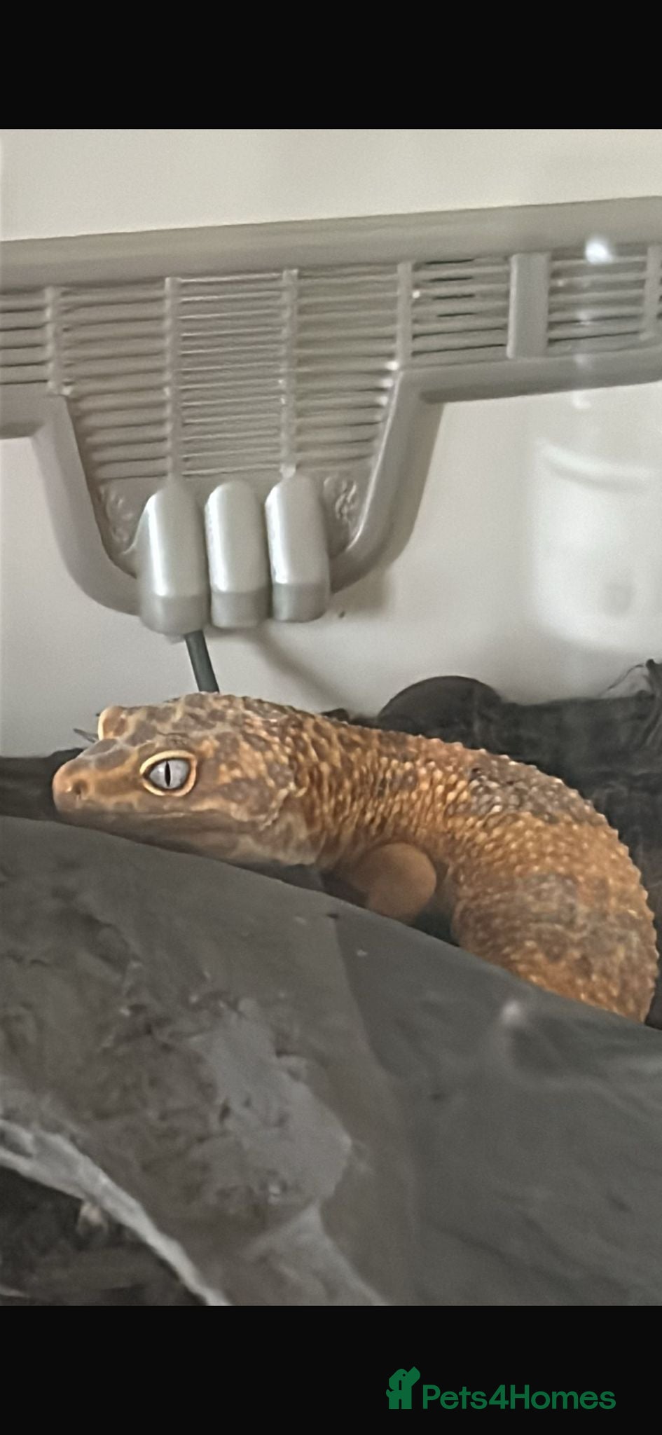 Leopard Gecko reptiles Full set up Pure Copper Tremper Leopard gecko male - Advert 2