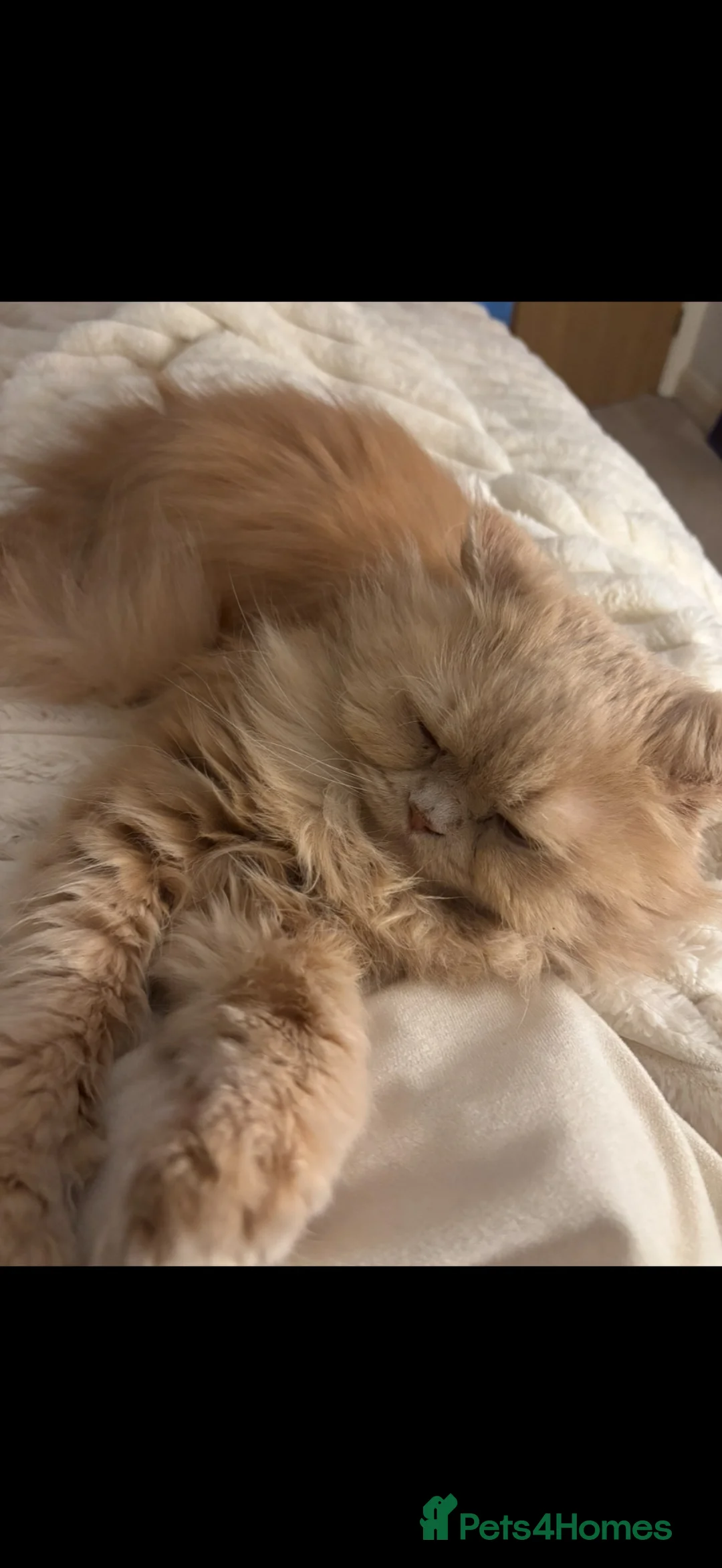 Persian cats for sale: Persian cat  - Advert 2