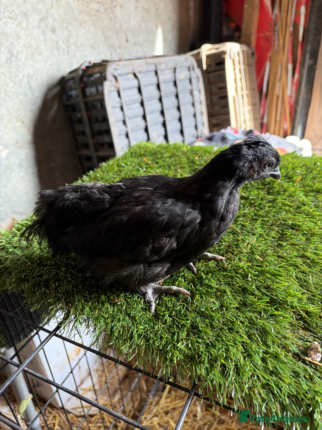 Chickens poultry for sale: Silkie and silkie cross bantams chicks  - Advert 2