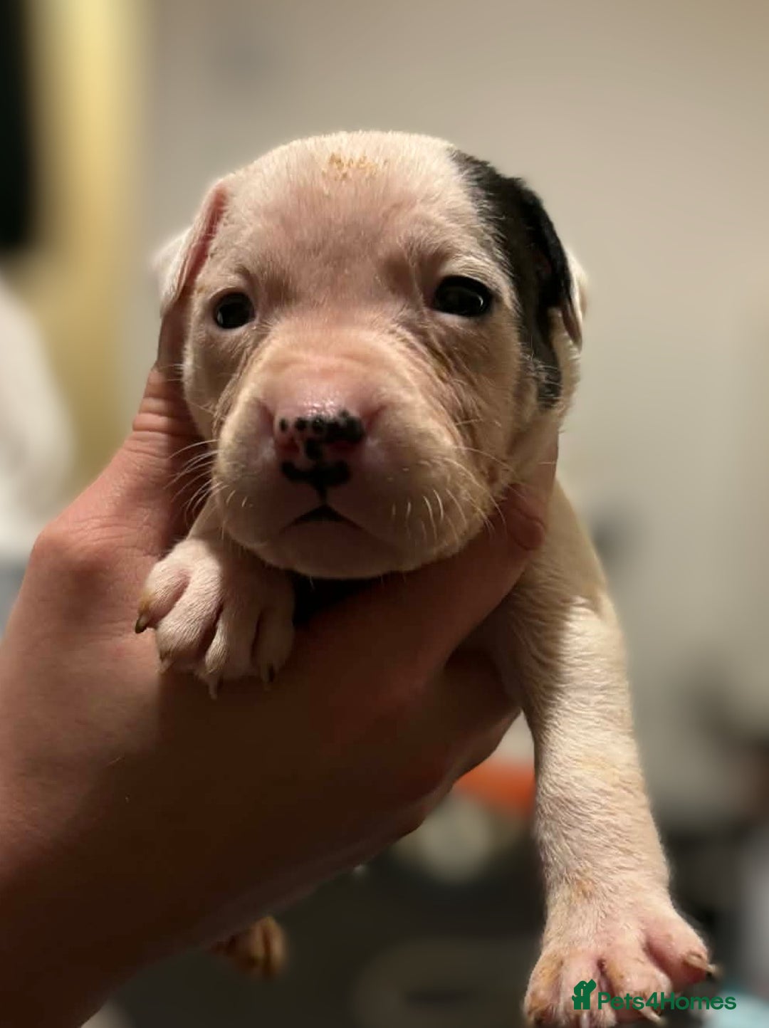 Mixed Breed dogs for sale: Bull cross staffy pups  - Advert 26