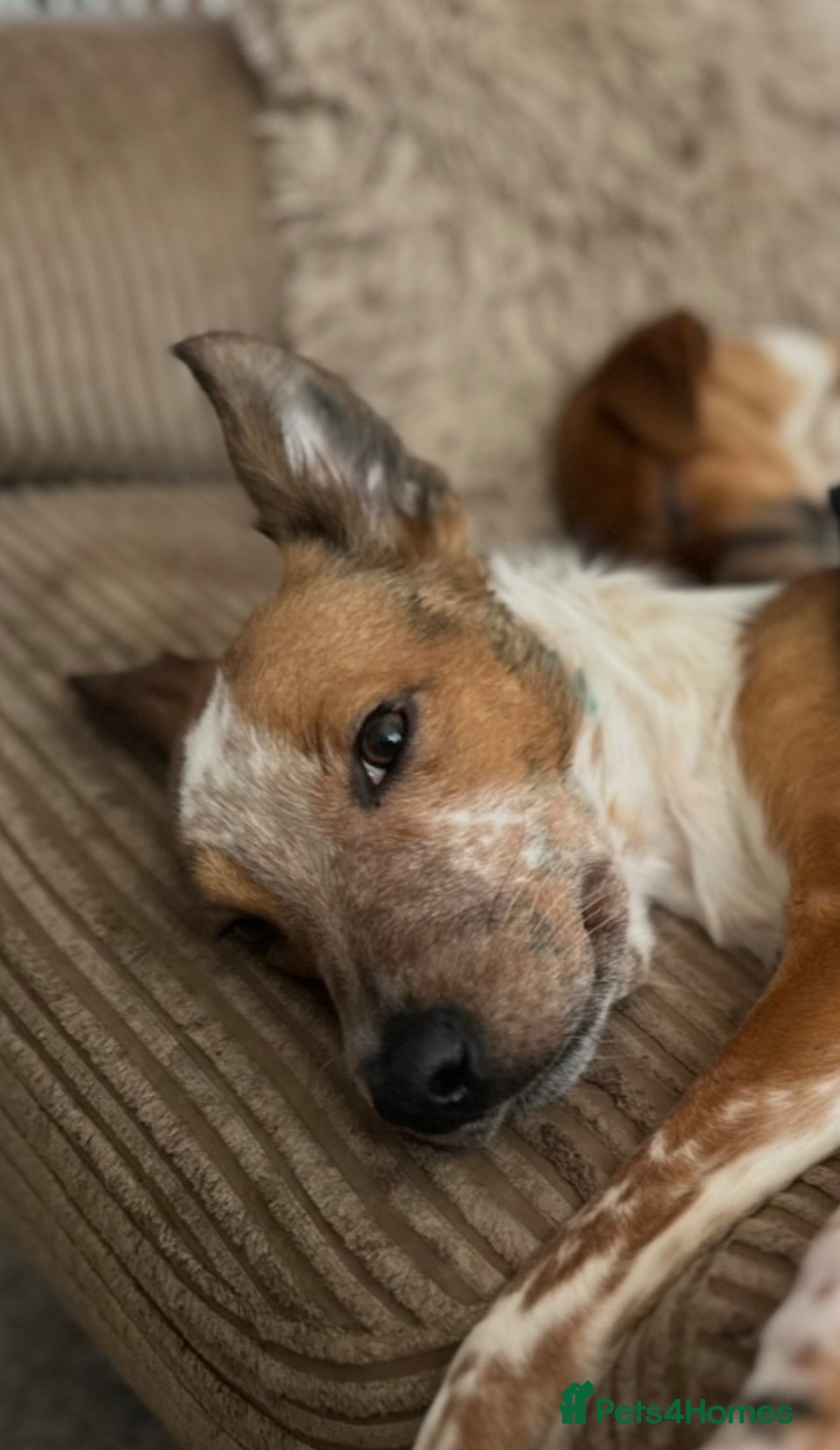 Mixed Breed dogs for sale: ✨🐾 3 Beautiful Female Puppies Available 🐾✨ - Advert 21