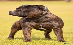Staffordshire Bull Terrier dogs for stud: Crufts Qualified red and blue carrier stud  - Image 2