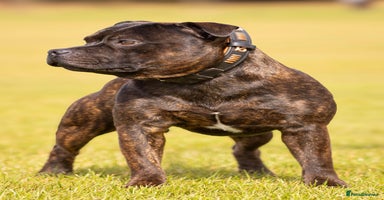 Staffordshire Bull Terrier dogs - Advert 3