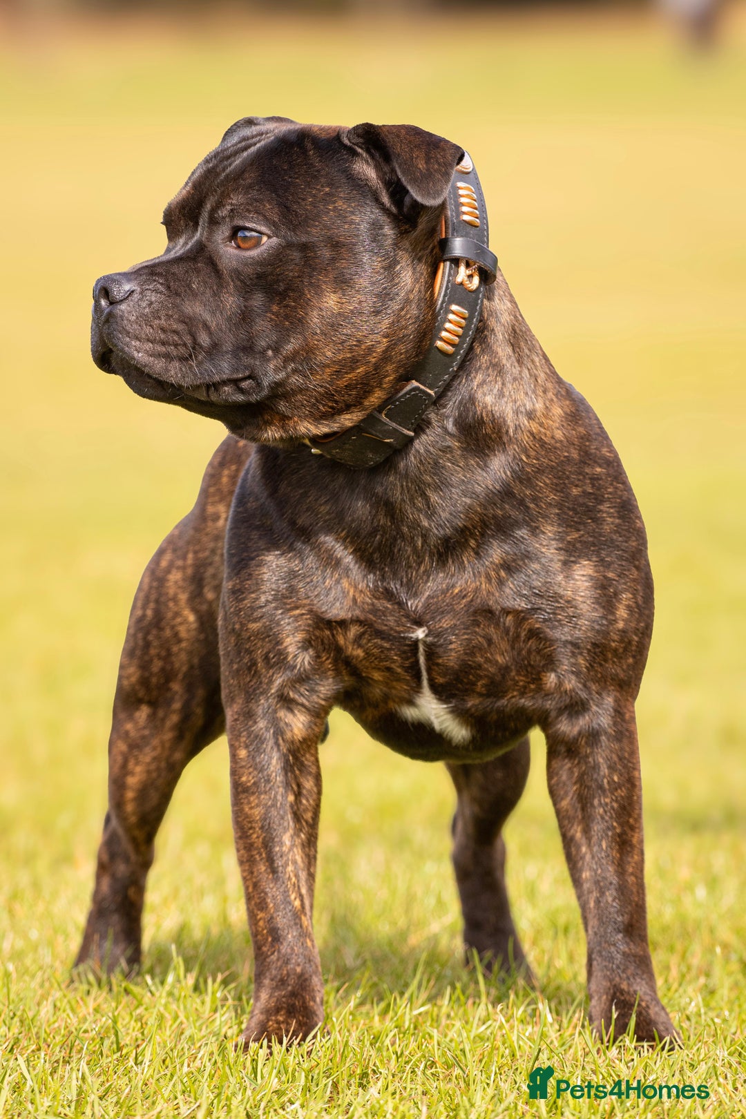 Staffordshire Bull Terrier dogs for stud: Crufts Qualified red and blue carrier stud  - Image 2