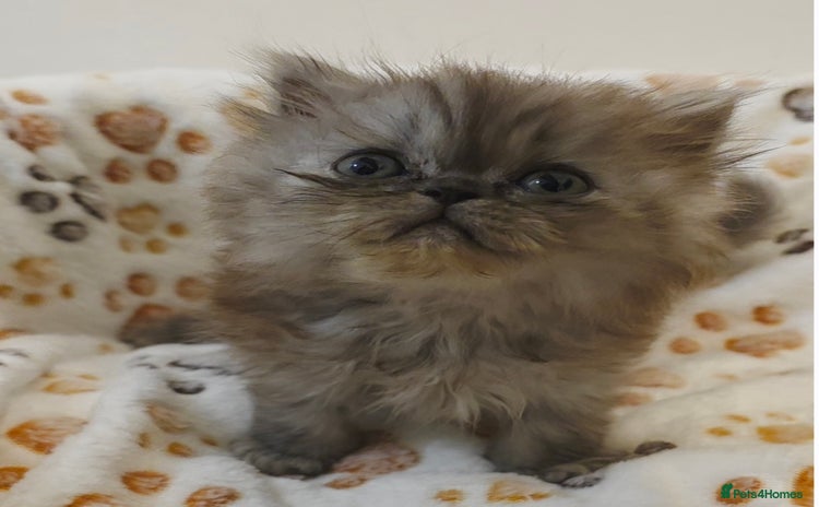 Persian cats - Advert 4