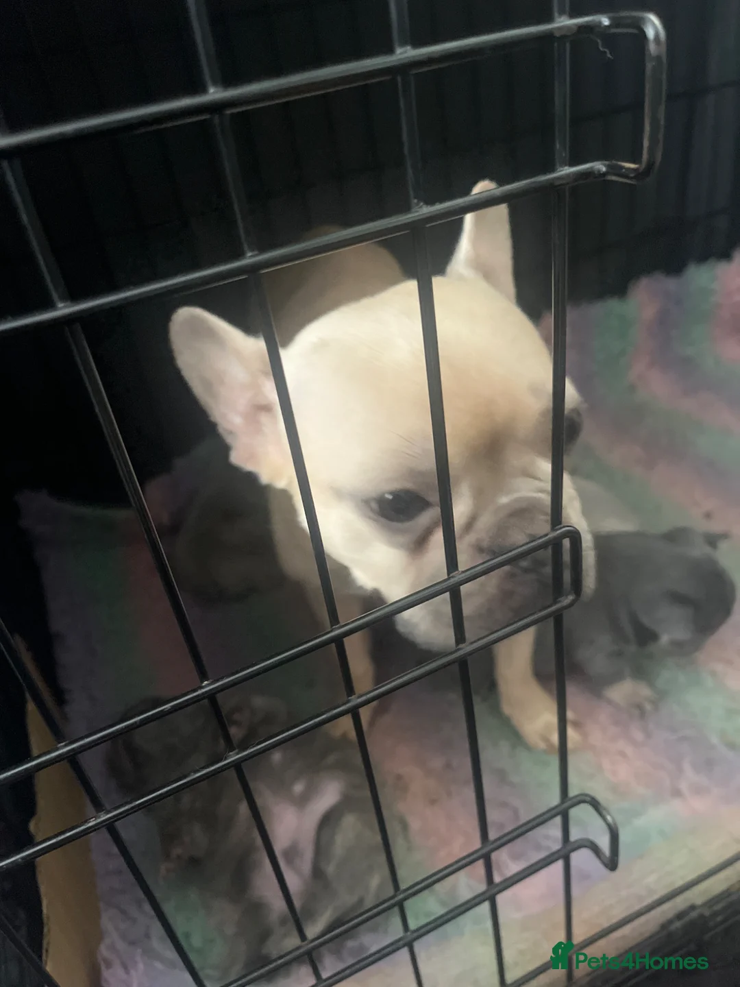French Bulldog dogs for sale: 2 male French bulldog puppies - Advert 9