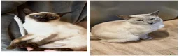 Siamese cats for sale: Siamese kittens  - Advert 2