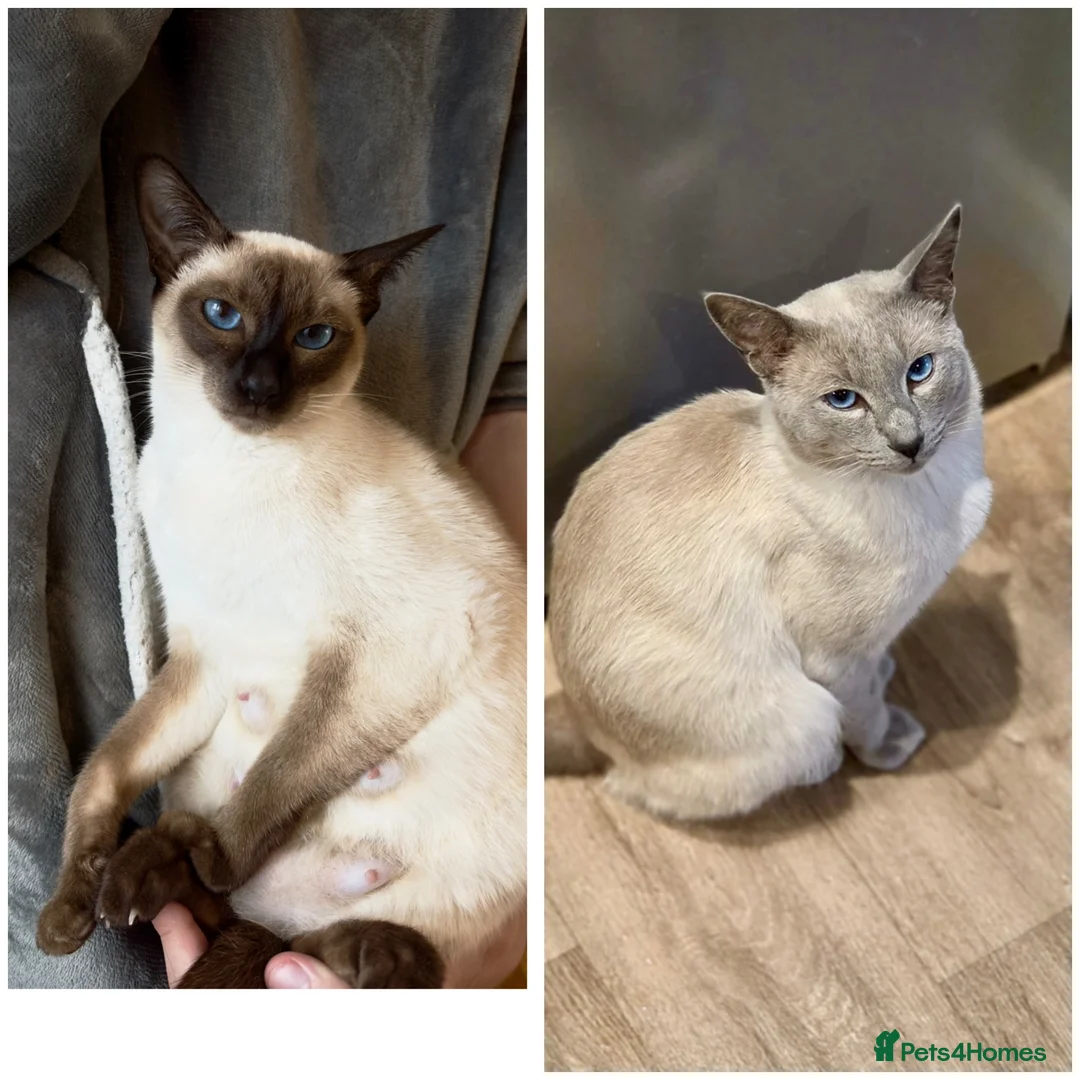 Siamese cats for sale: Siamese kittens  - Advert 2