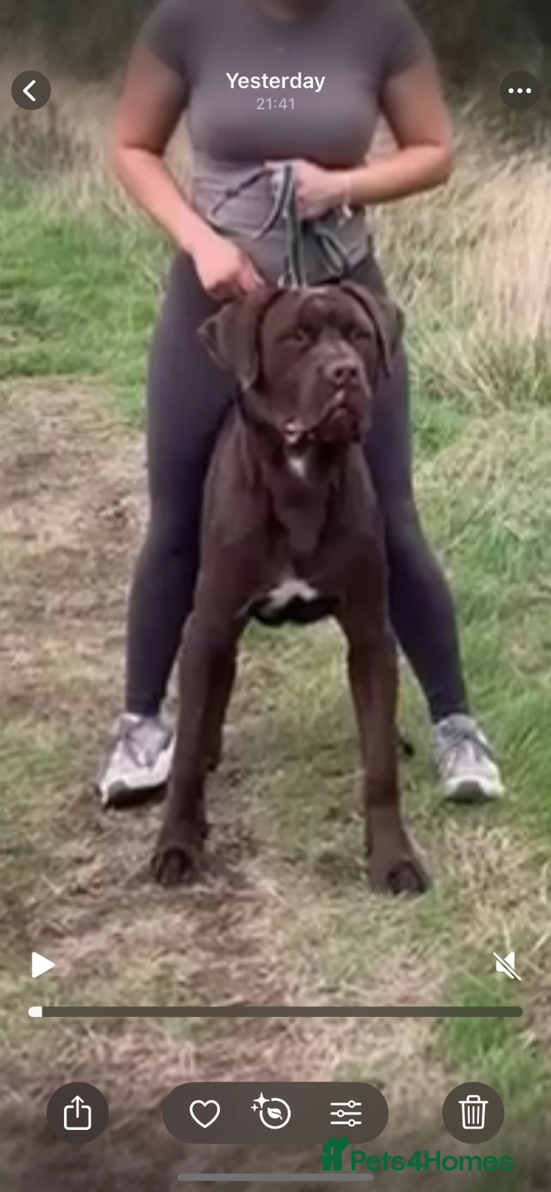 Bandog dogs for sale: WORKING BANDOG (EXPERIENCED OWNERS ONLY!) - Advert 2