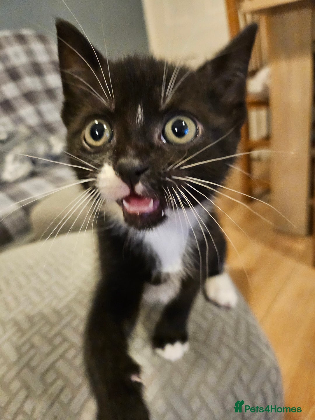 Mixed Breed cats for sale: 4 Cats ready for a new home  - Image 5