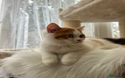 British Shorthair cats for sale: Pedigree Champion line BLH/BSH kittens 🩵🩷💙 - Image 10