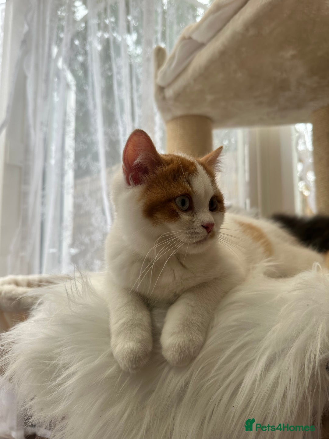British Shorthair cats for sale: Pedigree Champion line BLH/BSH kittens 🩵🩷💙 - Image 10