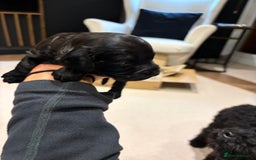 Cavapoo dogs for sale: Cavapoo (Cavalier Backcross) Puppies - Image 28