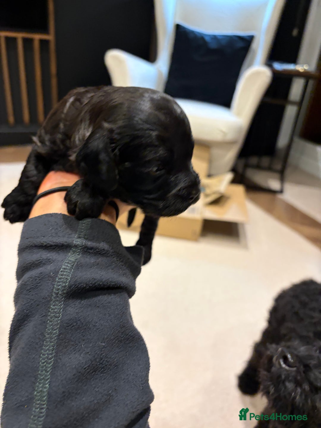 Cavapoo dogs for sale: Cavapoo (Cavalier Backcross) Puppies - Image 28
