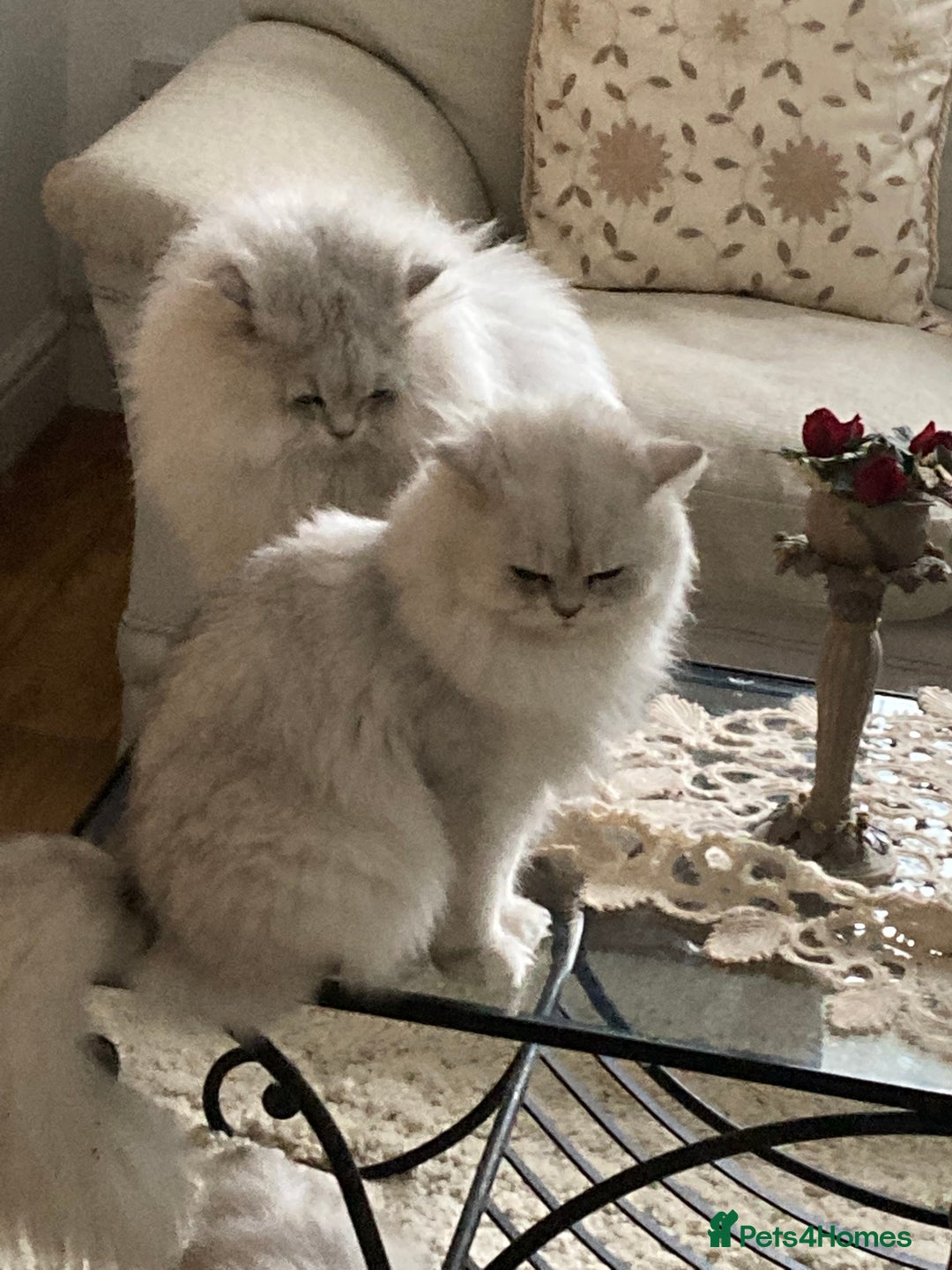 Persian cats for sale: Pedigree Persian silver chinchilla female - Image 5