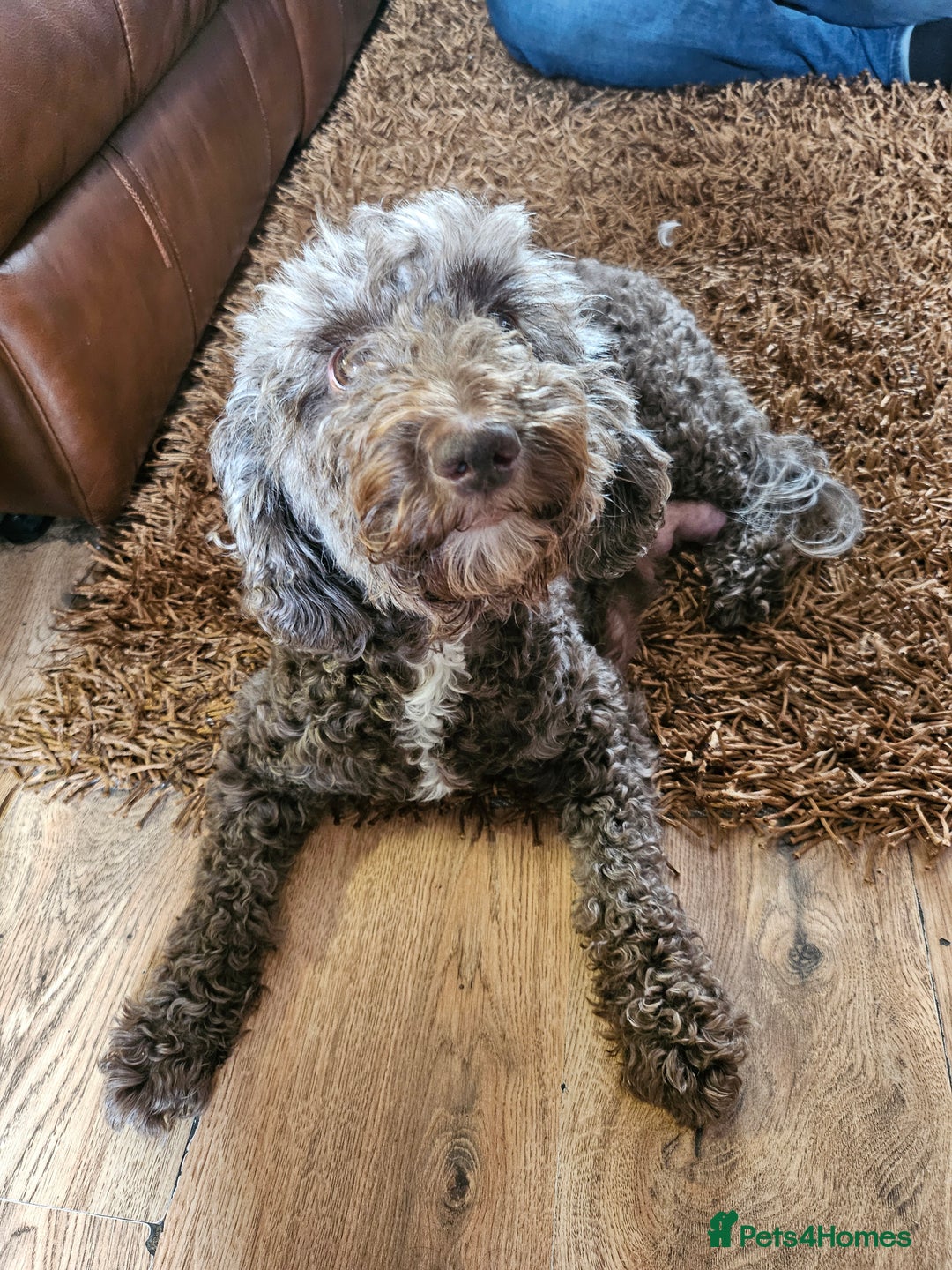 Cockapoo dogs for sale: F2 cockapoos   - Image 8