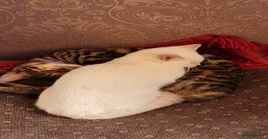 Bengal cats - Advert 8