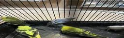 Budgerigars birds for sale: Budgies  - Advert 18