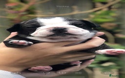 Mixed Breed dogs for sale: Two beautiful puppies left. - Advert 6