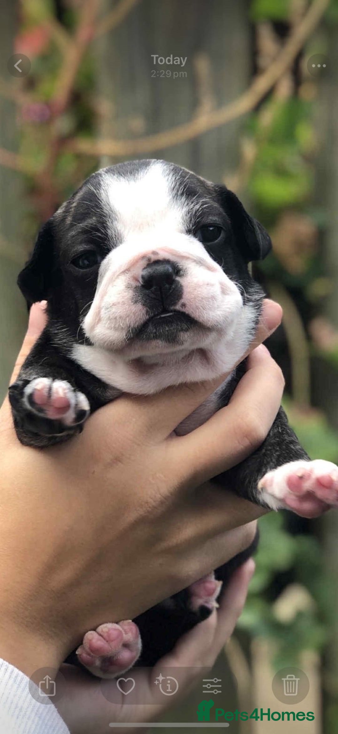 Mixed Breed dogs for sale: Two beautiful puppies left. - Advert 6