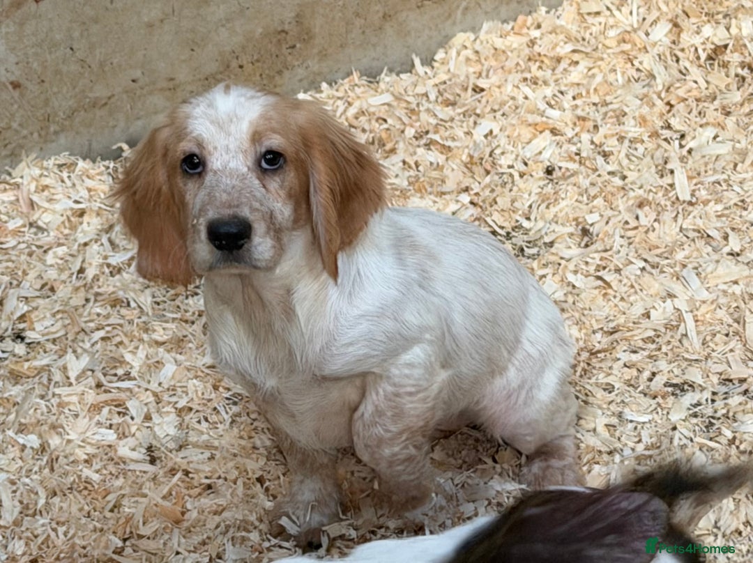 Sprocker dogs for sale: 4 Sprocker Spaniels  - Advert 13