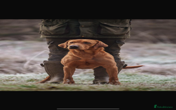 Labrador Retriever dogs for sale: Fox red Labrador puppies  - Image 17