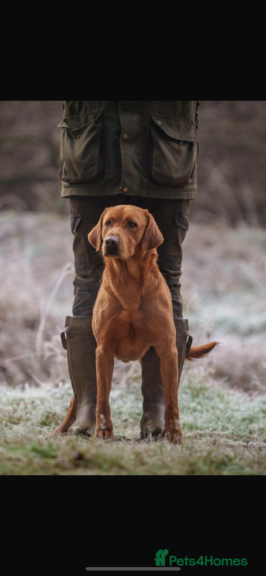 Labrador Retriever dogs for sale: Fox red Labrador puppies  - Image 17