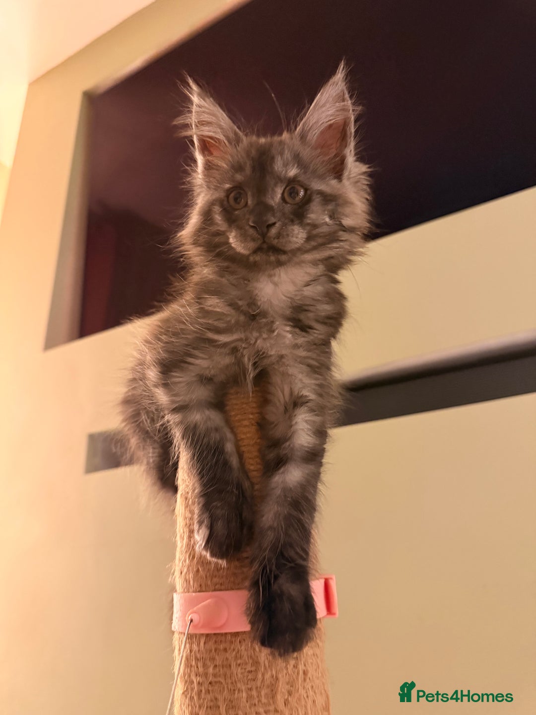 Maine Coon cats for sale: 6 remaining kittens - Advert 34