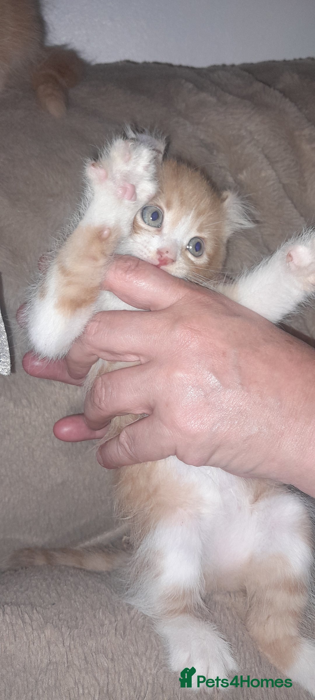 Sphynx cats for sale: Sphynx varient x ragdoll elf ears - Image 4