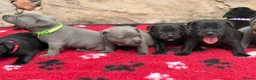 Staffordshire Bull Terrier dogs for sale: KC Health Tested Staffordshire Bull Terriers - Advert 14