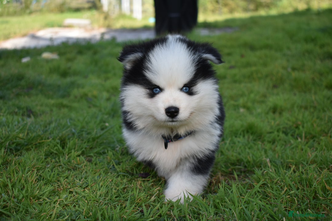 Pomsky dogs for sale: Genuine F4 Pomsky puppies (Health tested parents)  - Image 6