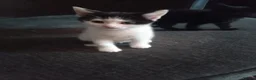Mixed Breed cats for sale: Kittens  in Saint Helens - Advert 4