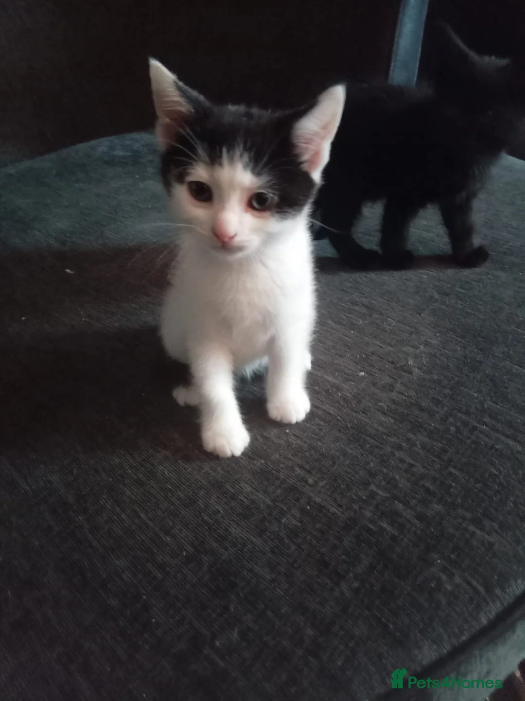 Mixed Breed cats for sale: Kittens  in Saint Helens - Advert 4