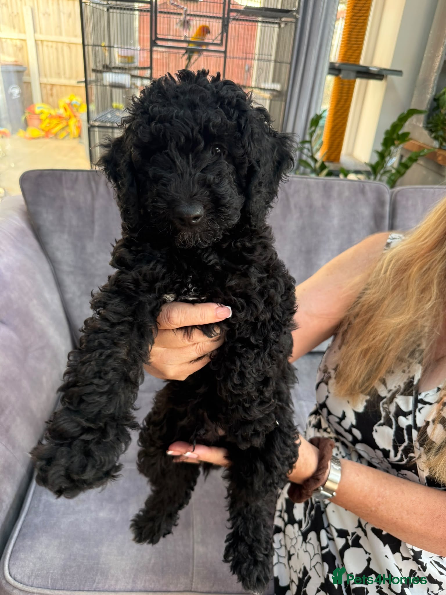 Miniature Poodle dogs Miniature Poodle puppies  - Advert 2