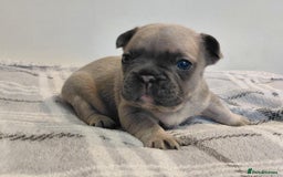 French Bulldog dogs for sale: French bulldog puppies - Image 1