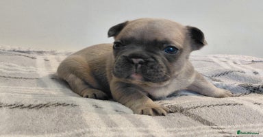 French Bulldog dogs - Advert 11