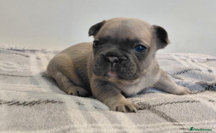 French Bulldog dogs - Advert 4