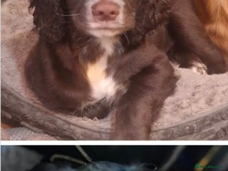 Cocker Spaniel dogs READY NOW 2 boys left !! working cocker spaniels - Advert 18