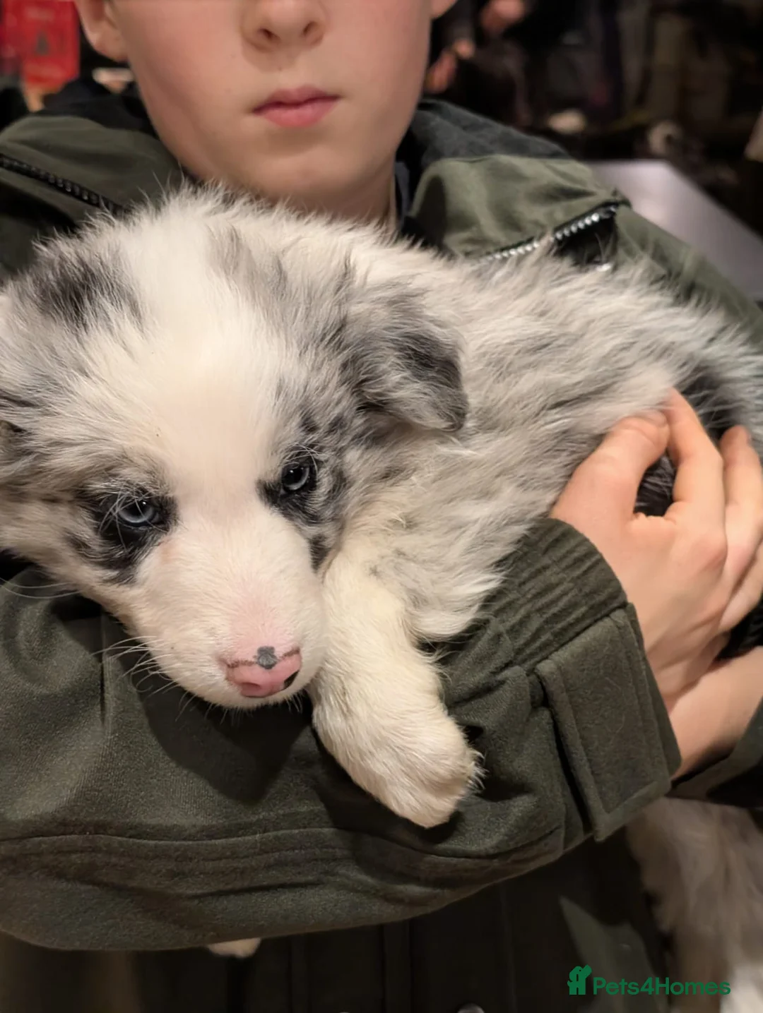 Border Collie dogs for sale: Border collie puppies merl and black/white - Advert 10
