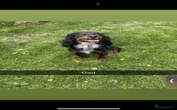 Cocker Spaniel dogs for sale: 6 gorgeous cockerspaniel puppy’s  - Image 12