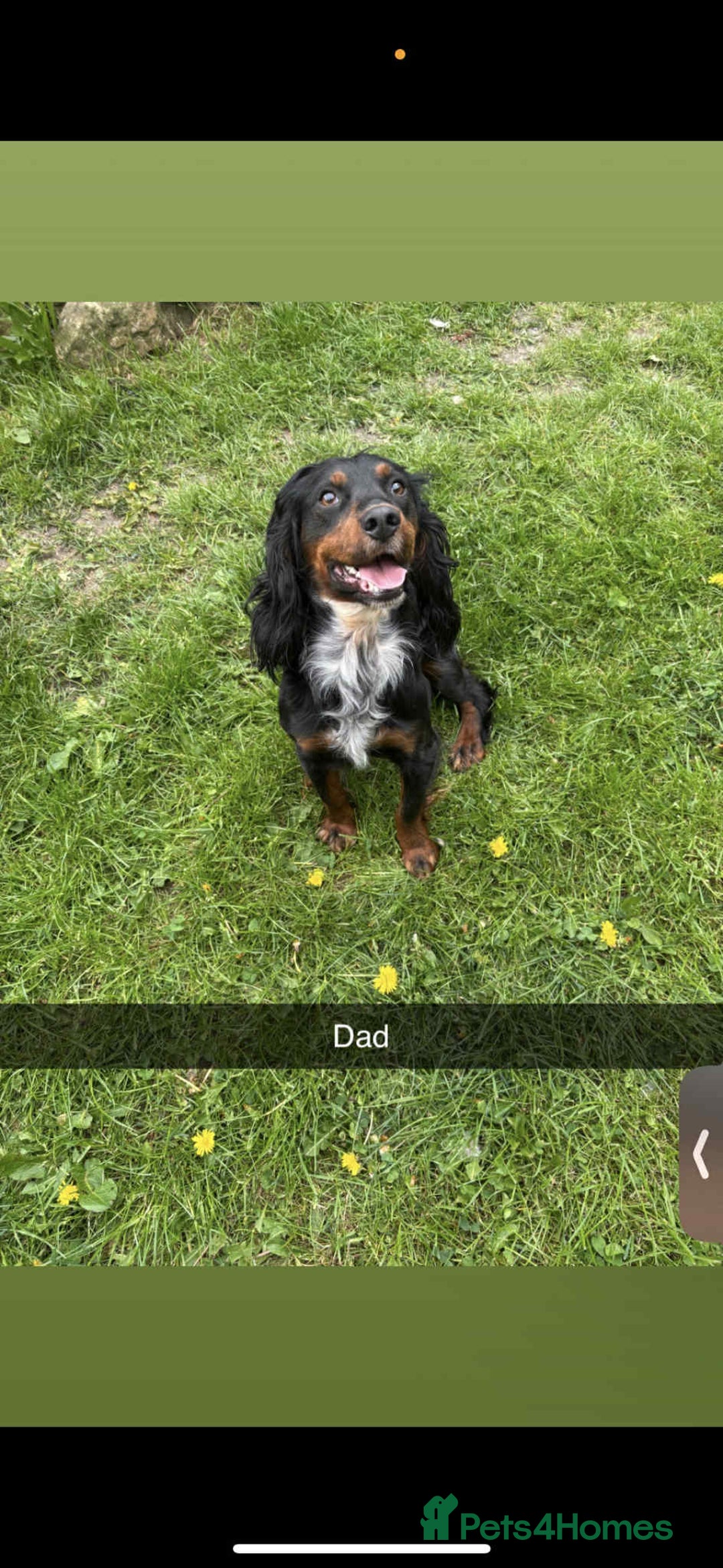 Cocker Spaniel dogs for sale: 6 gorgeous cockerspaniel puppy’s  - Image 12