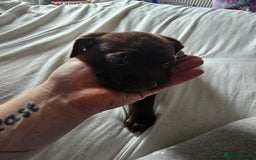 Mastiff dogs for sale: Mastiff Hybrids  - Image 7