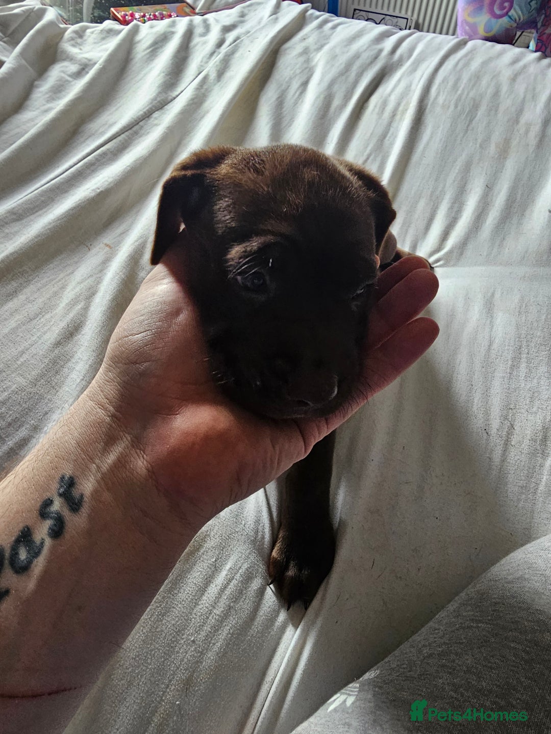 Mastiff dogs for sale: Mastiff Hybrids  - Image 7