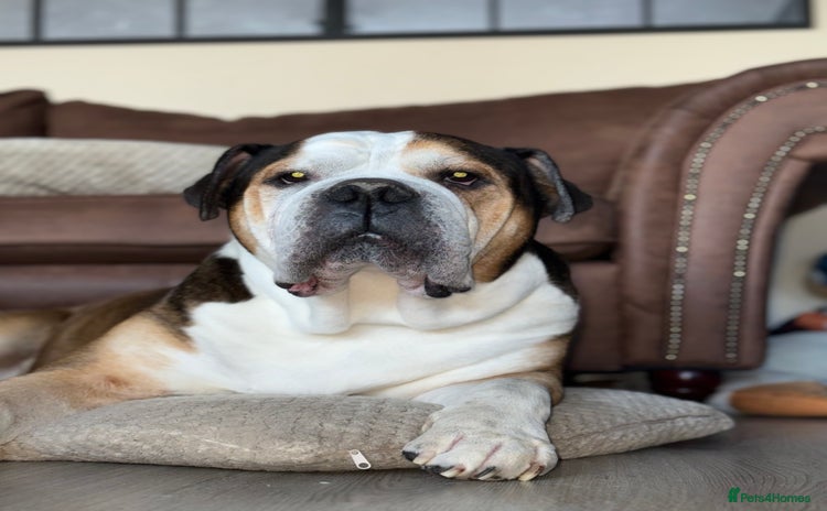 American Bulldog dogs - Advert 3