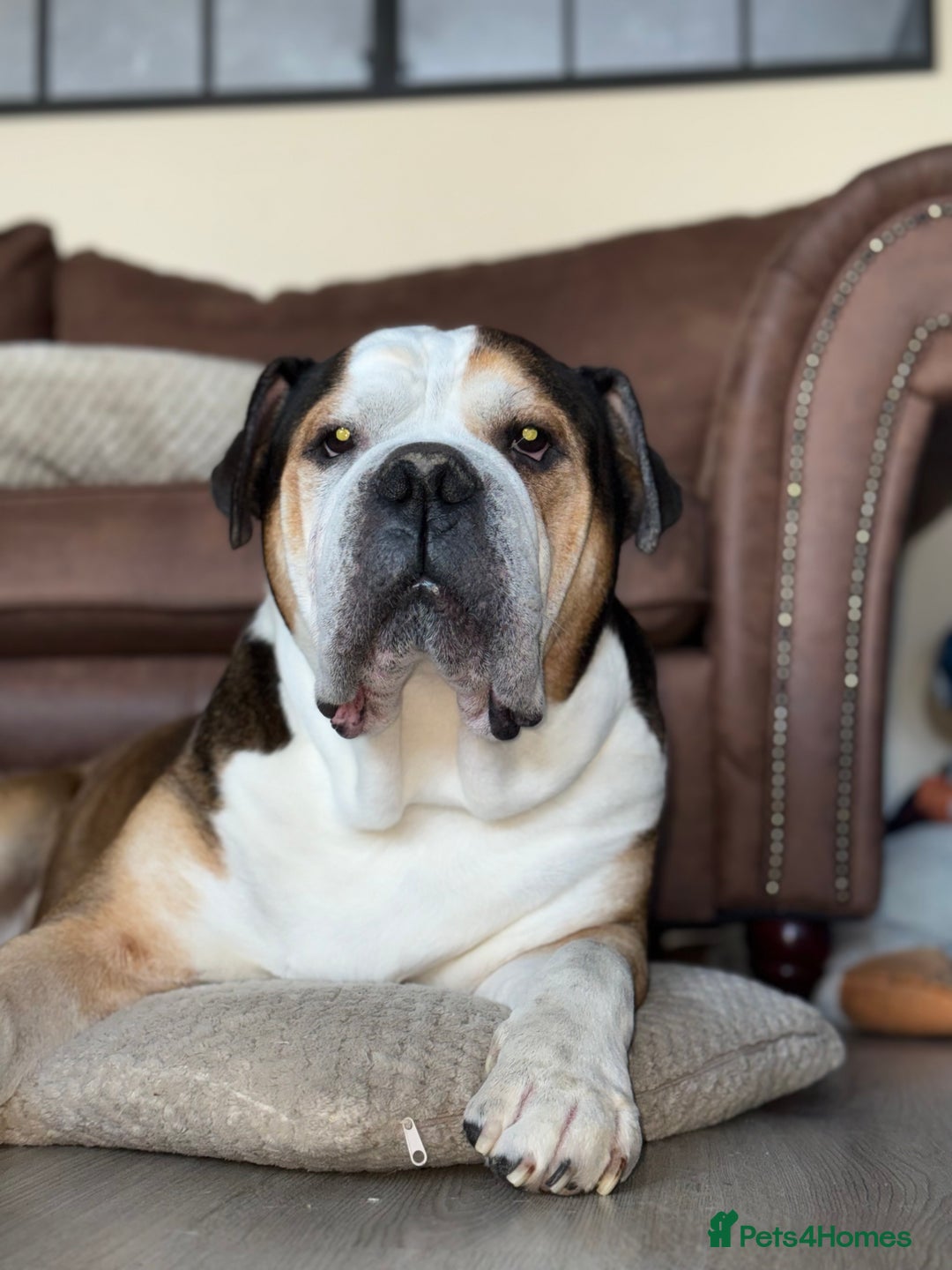 American Bulldog dogs for sale: american bulldog - Image 1