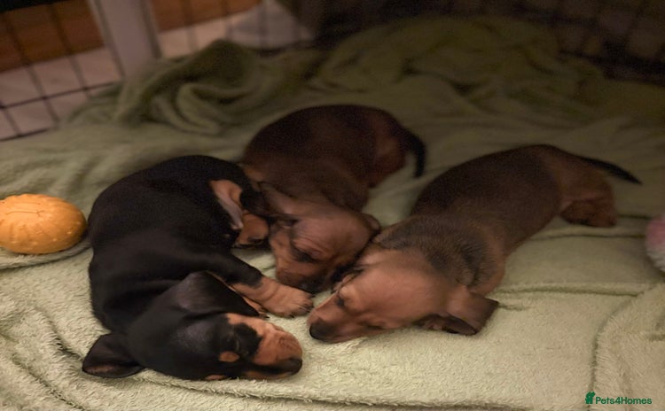 Miniature Dachshund dogs - Advert 1