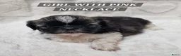 Shih Tzu dogs for sale: Shih Tzu Puppies – 5 Available | 7 Weeks Old 🐶 in London - Advert 11