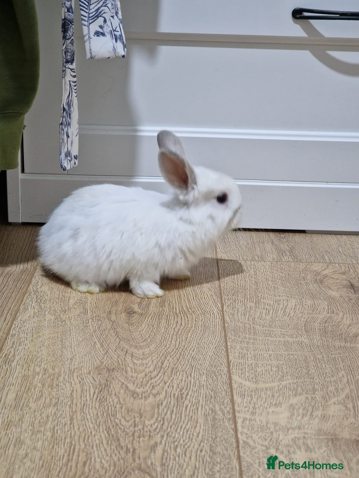 Mini Lop rabbits Adorable Rabbit Kits Looking for a Loving Home 🐰 - Advert 20