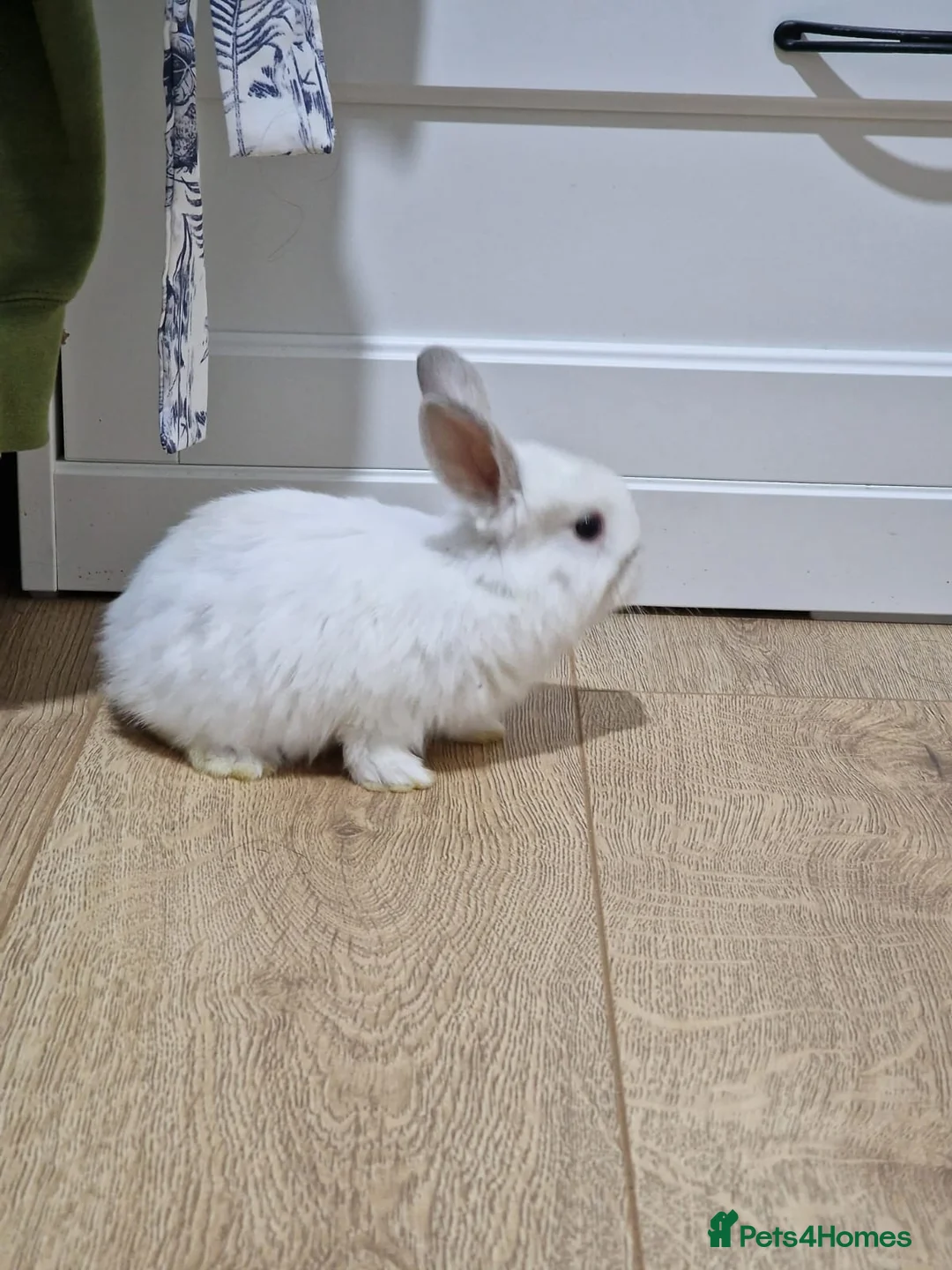 Mini Lop rabbits for sale: Adorable Rabbit Kits Looking for a Loving Home 🐰 - Advert 1
